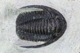 Bargain, Cornuproetus Trilobite Fossil - Morocco #105972-2